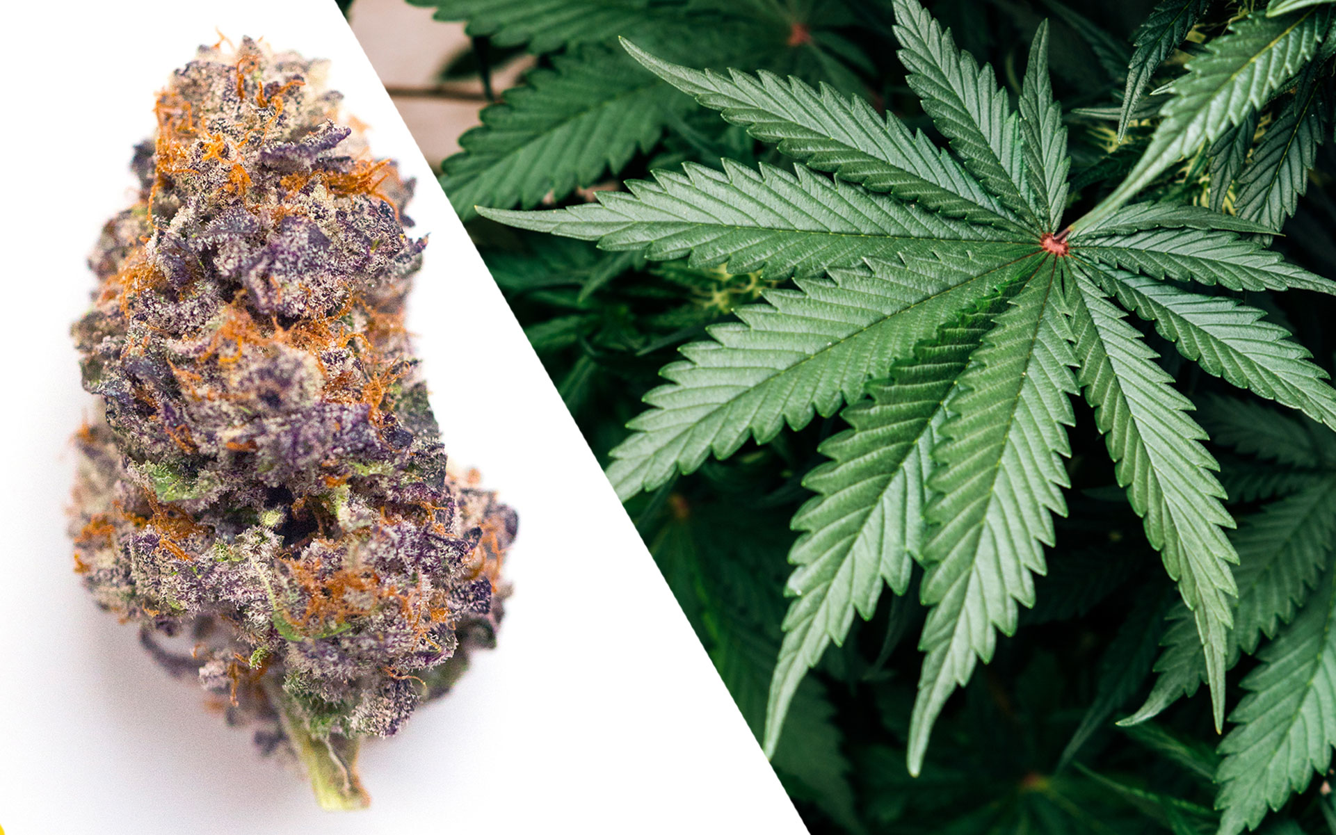 6 Highest Yielding Cannabis Strains 2023