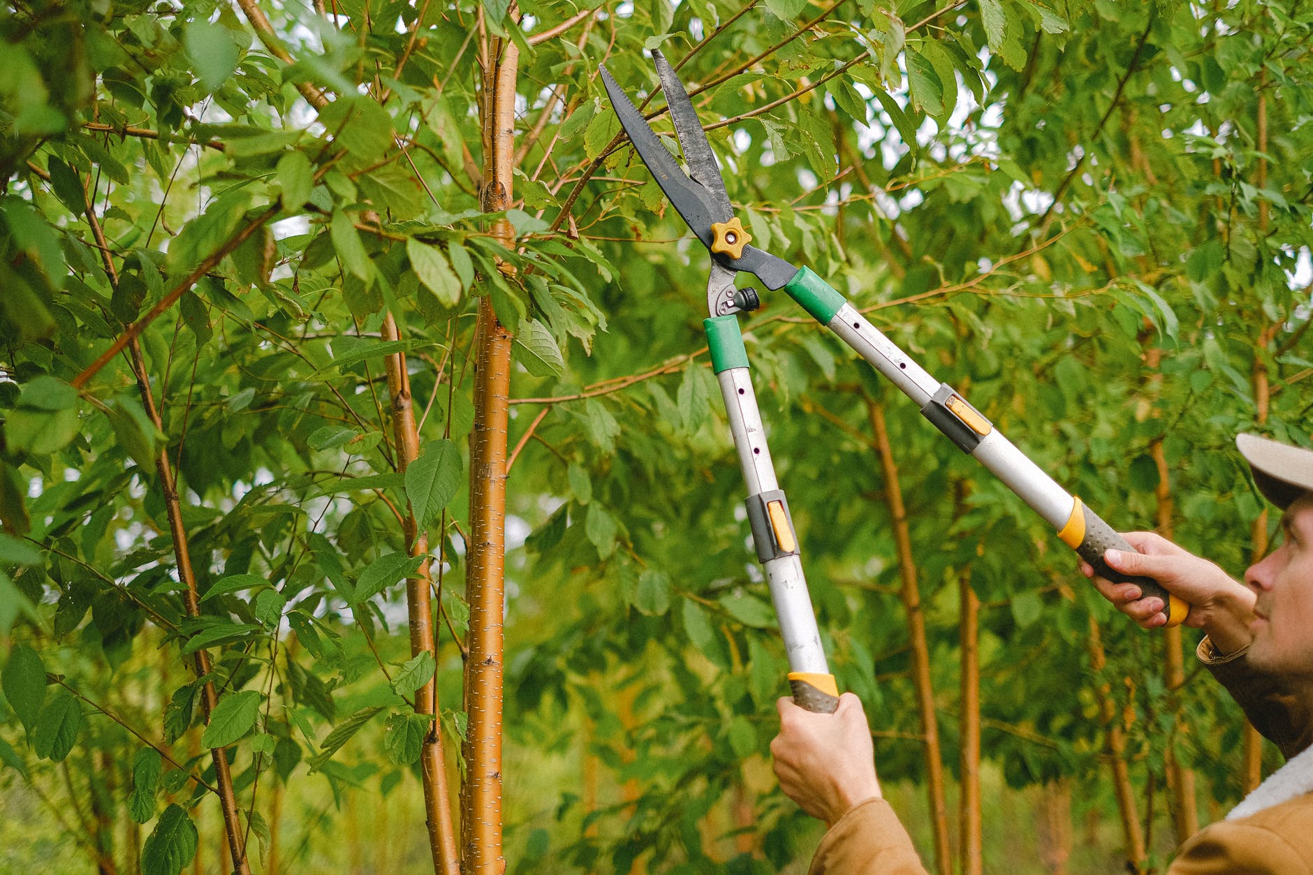 5 Tips On How To Maintain Your Trees