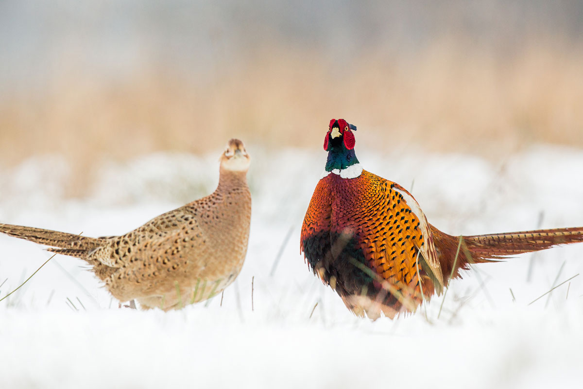 Pheasants Forever