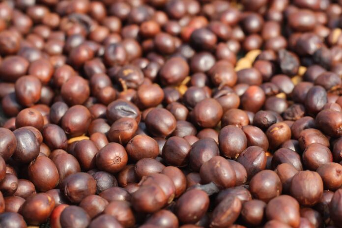 Coffee Beans and Caffeine Content