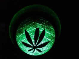 Cannabis Light Can Enhance Your Daily Life