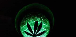 Cannabis Light Can Enhance Your Daily Life