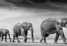 Fine Art Wildlife Photography Prints for Global Collector