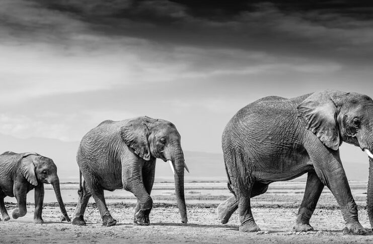 Fine Art Wildlife Photography Prints for Global Collector