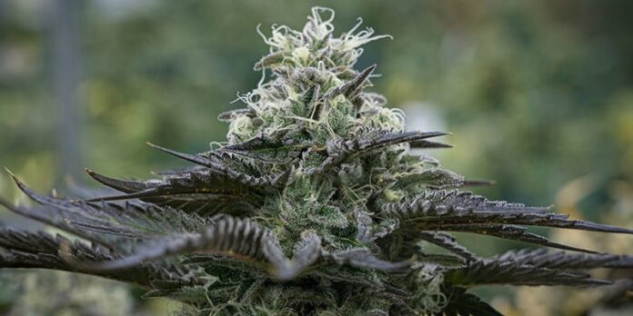 Best Autoflowering Strains