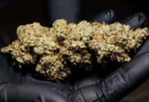Top Cannabis Seeds to Grow