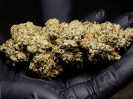 Top Cannabis Seeds to Grow