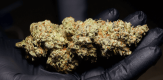 Top Cannabis Seeds to Grow