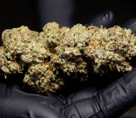 Top Cannabis Seeds to Grow