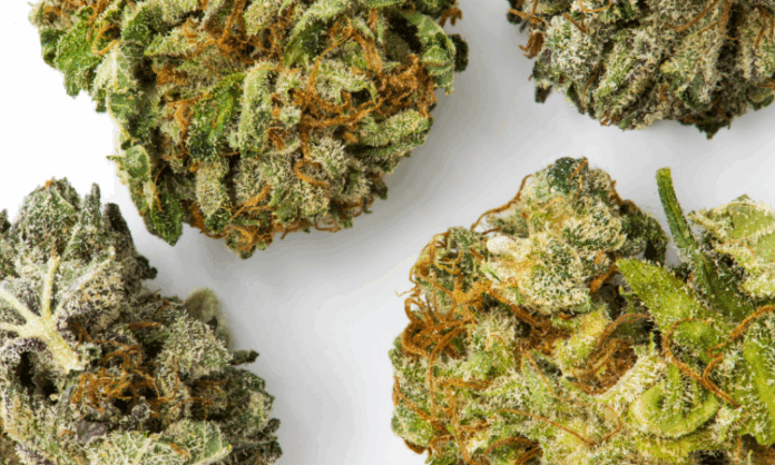 Top Feminized Strains for 2025