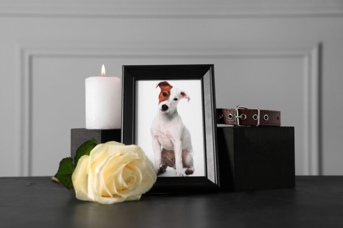 Grief after pet loss