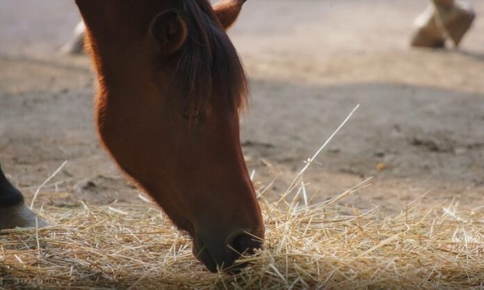 A brown horse with a dark mane leans down to graze on straw scattered on the ground