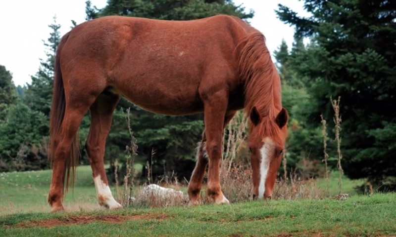 A brown horse grazes peacefully on lush green grass, surrounded by tall pine trees