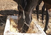 How Often Should You Feed Your Horse, and Why Does It Matter? A black horse with a halter eats from a trough filled with straw in a sunlit dirt area