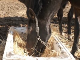A black horse with a halter eats from a trough filled with straw in a sunlit dirt area