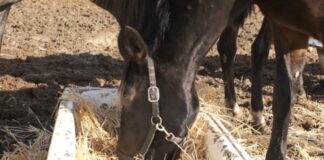 A black horse with a halter eats from a trough filled with straw in a sunlit dirt area