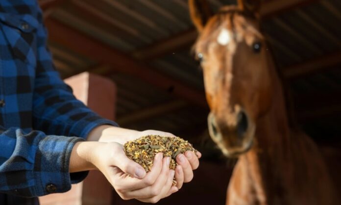 A hand in a blue plaid shirt holds horse feed, with an attentive brown horse in the background