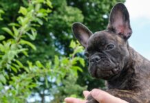 Finding the Right French Bulldog Puppy: What Prospective Owners Should Know